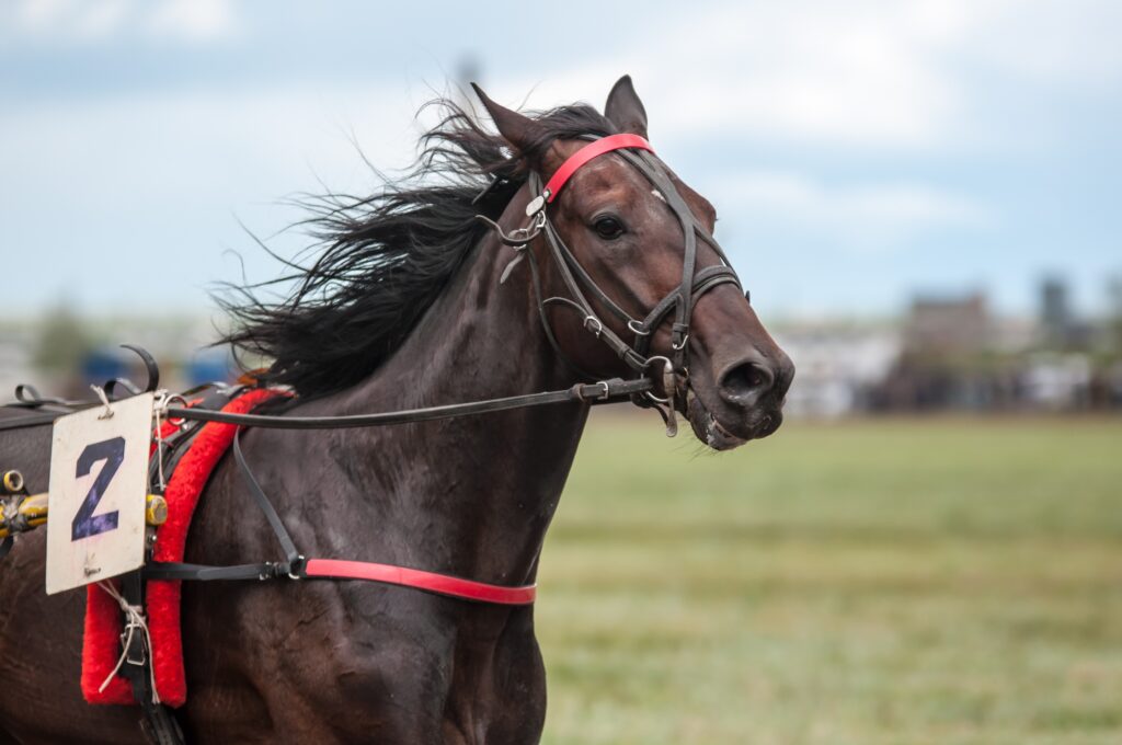 A racehorse in training 